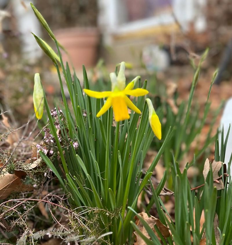 Confused Bulbs Emerge During Warm January Spells