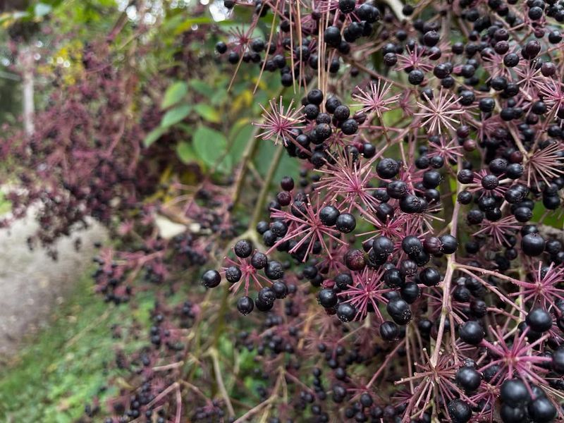 Humans Accidentally Encourage Its Spread