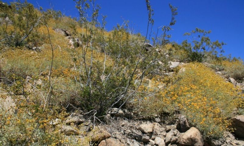 Stress-Induced Flowering Response