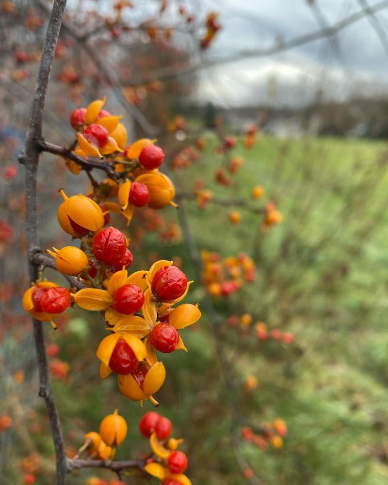 American Bittersweet Displays Brilliant Orange Berries Through Pennsylvania Autumn