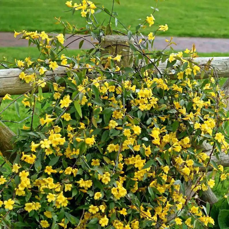 Carolina Jessamine