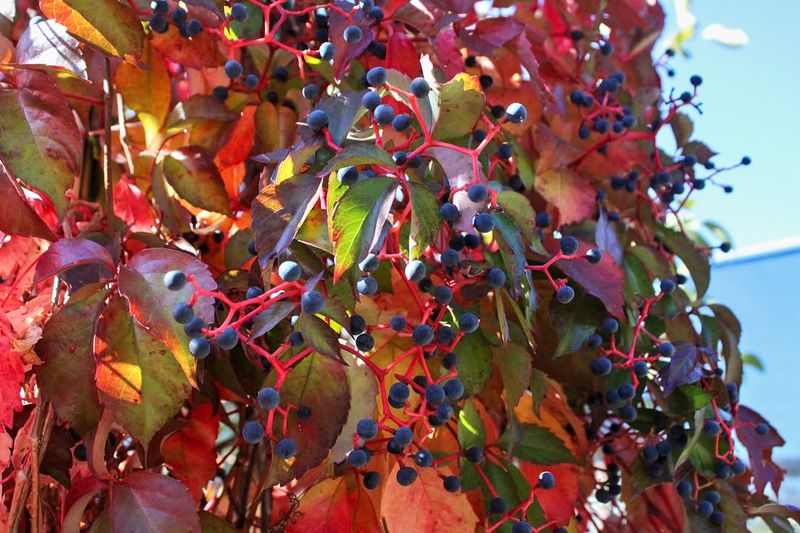 Virginia Creeper Offers Brilliant Fall Color Even Without Sunlight