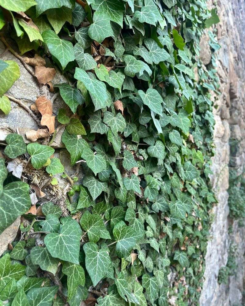 English Ivy (Hedera Helix)