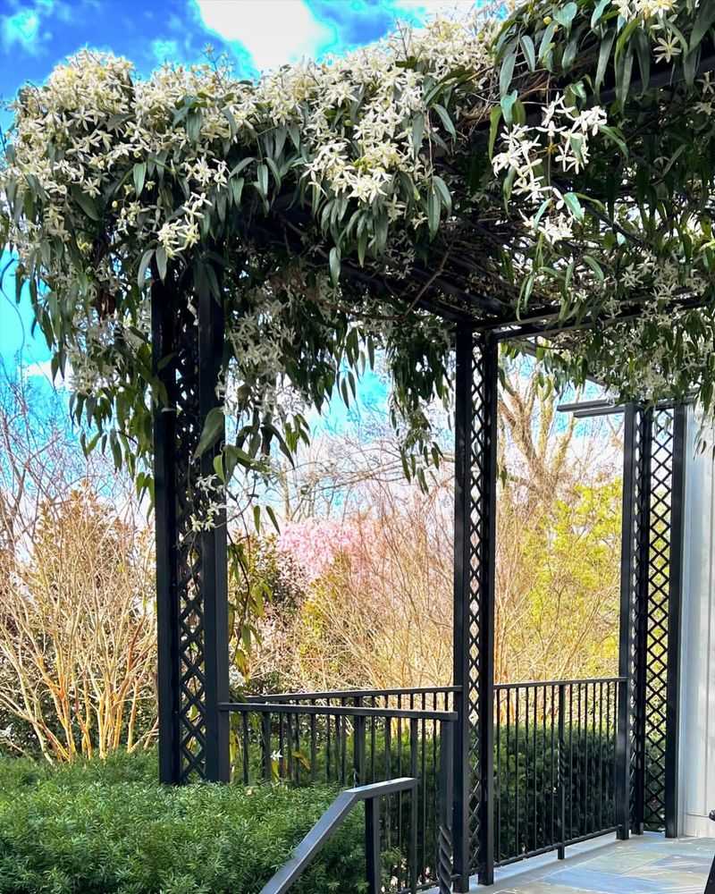 Evergreen Clematis (Clematis Armandii)