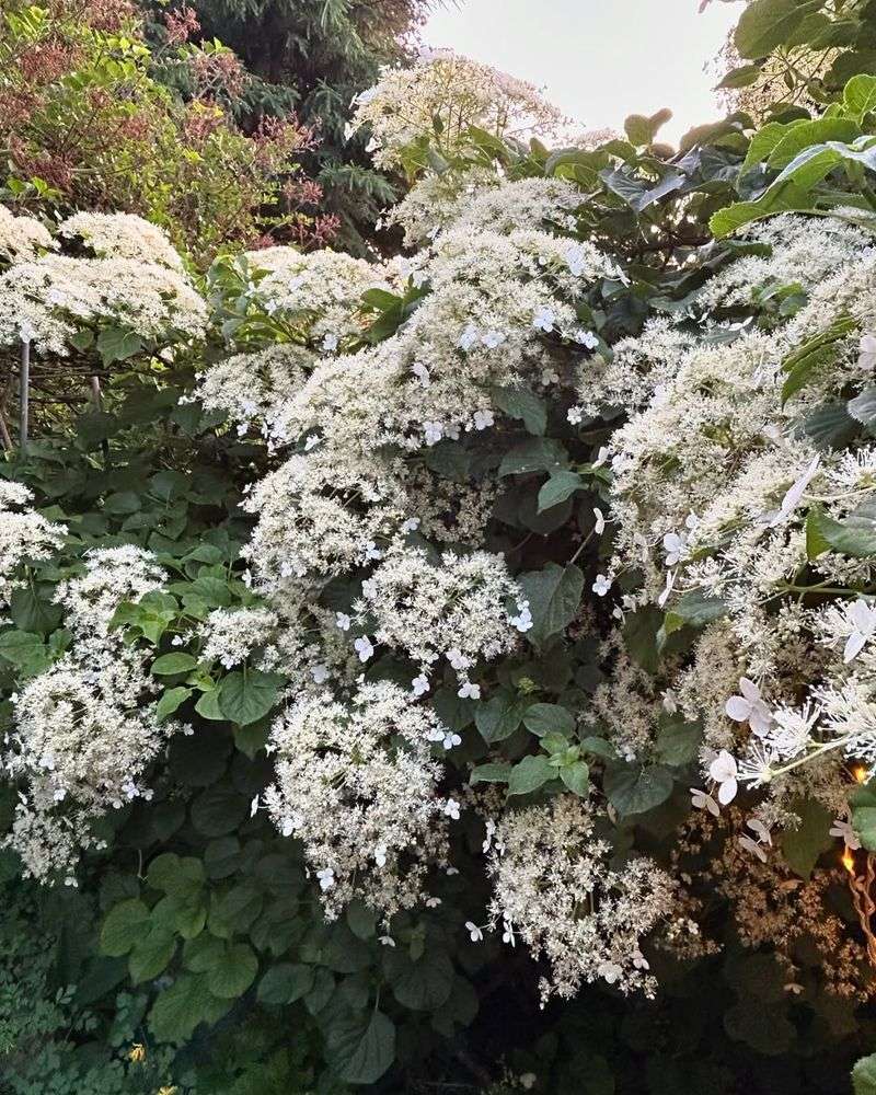Climbing Hydrangea (Hydrangea Anomala Subsp. Petiolaris)