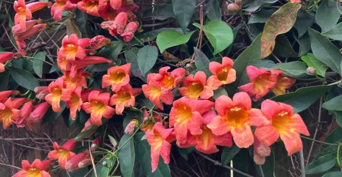 climbing plant flowering