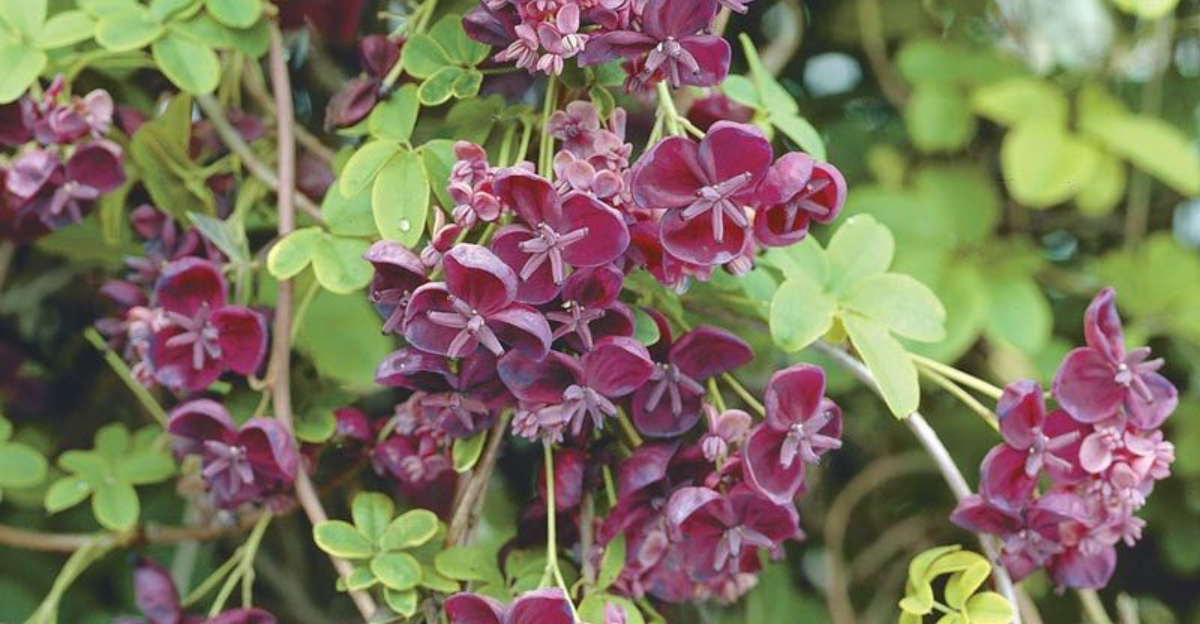 chocolate vine