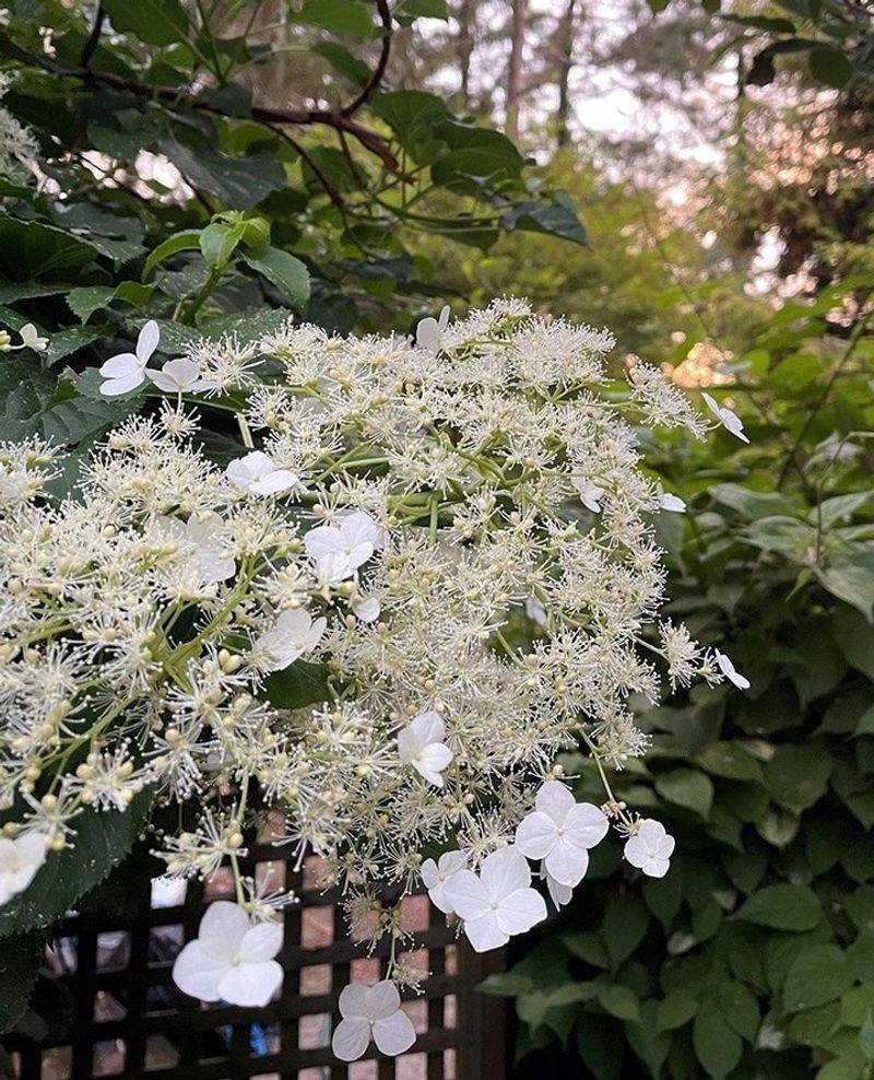 Climbing Hydrangea (Hydrangea Anomala Subsp. Petiolaris)