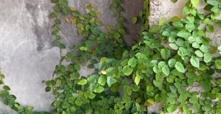 climbing plant