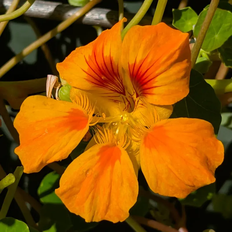 Nasturtiums Trap Troublesome Aphids
