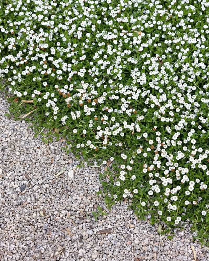 Lippia (Kurapia Or Phyla nodiflora)