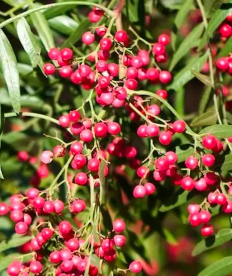 California Pepper Tree (Schinus Molle)