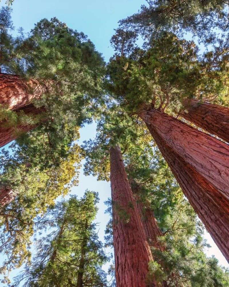 Giant Sequoia (Sequoiadendron Giganteum)