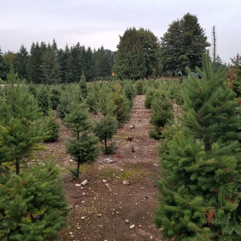 Trinity Tree Farm