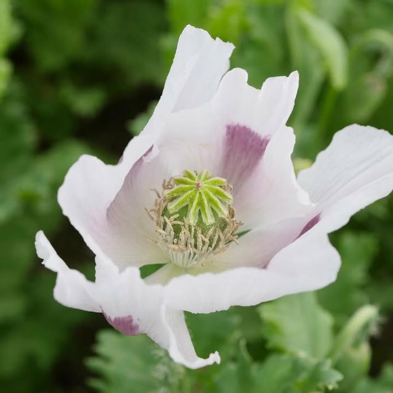 Opium Poppy &mdash; Papaver Somniferum