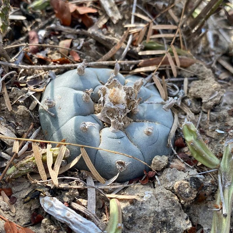 Peyote Cactus (Lophophora Williamsii)