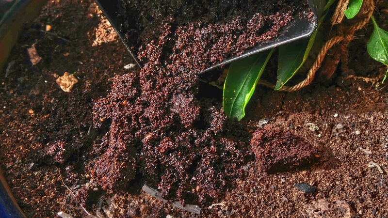 Used Grounds Help Retain Moisture During Dry Spells