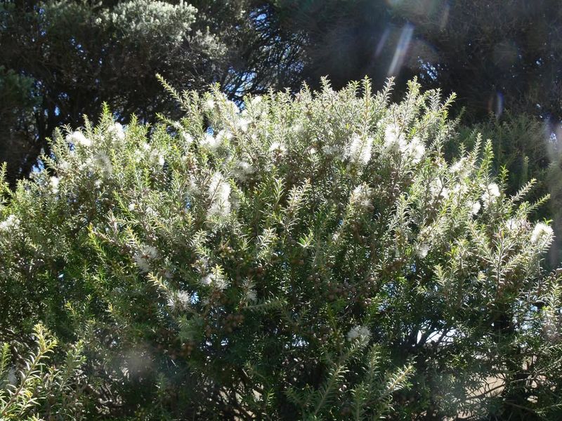 Melaleuca Tree