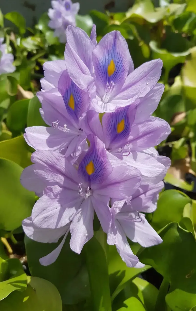 Water Hyacinth