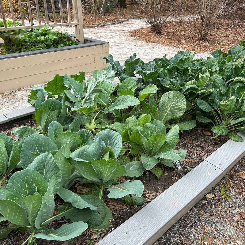 Regional Climate Data Shapes Vegetable Recommendations