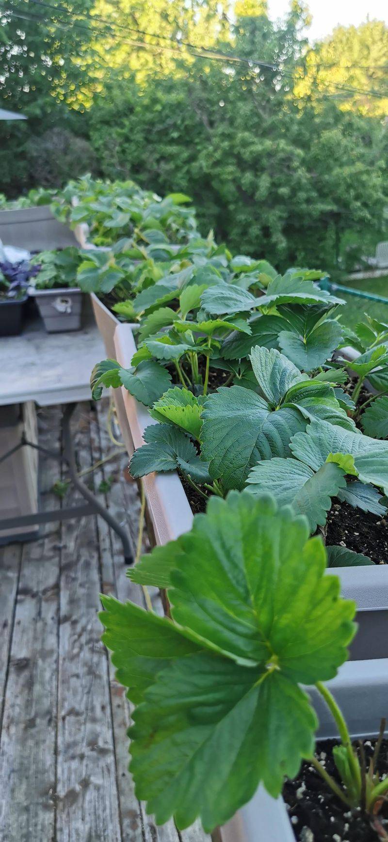 Watering Strategies Prevent Freeze Damage