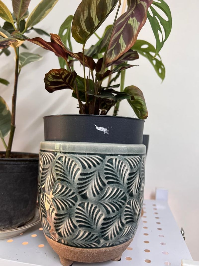 Poor Drainage Choices In Decorative Pots