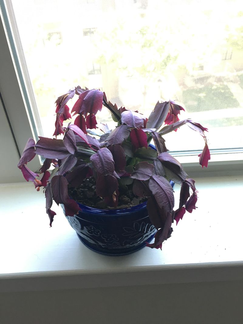 Insufficient Light During Short Winter Days