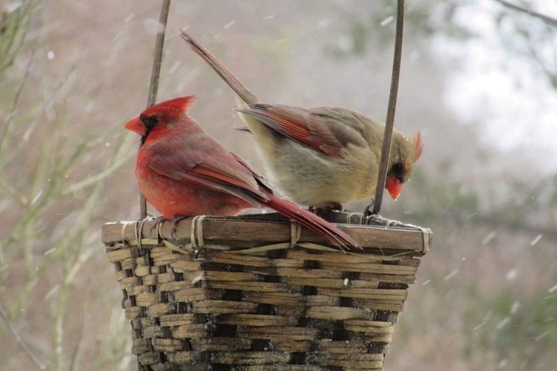 Cardinals Often Feed In Pairs Or Small Groups