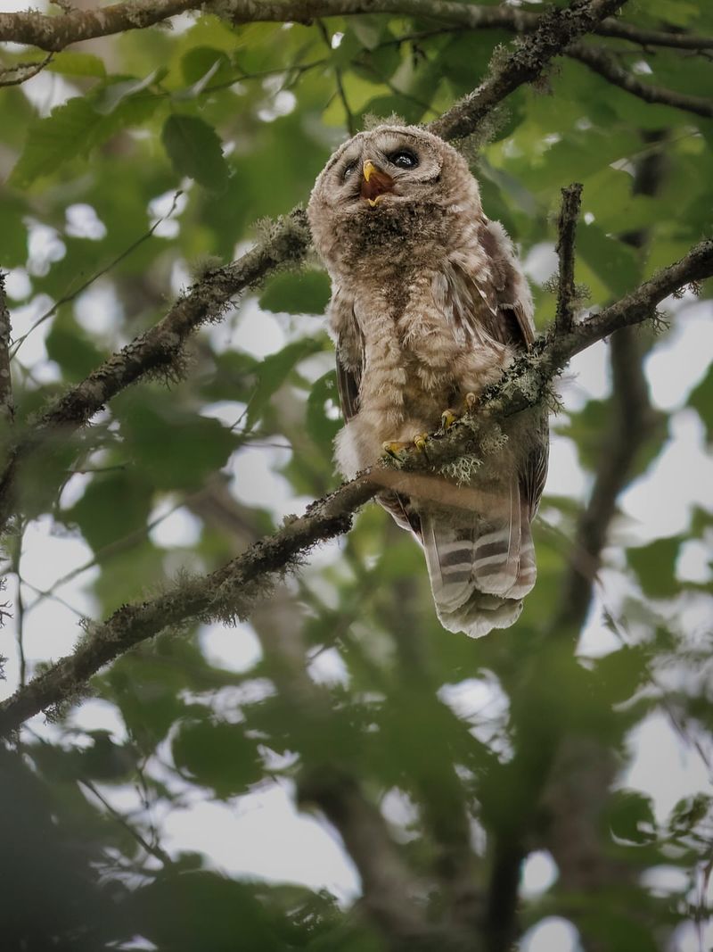 Juvenile Owls Are Finding Their Voice