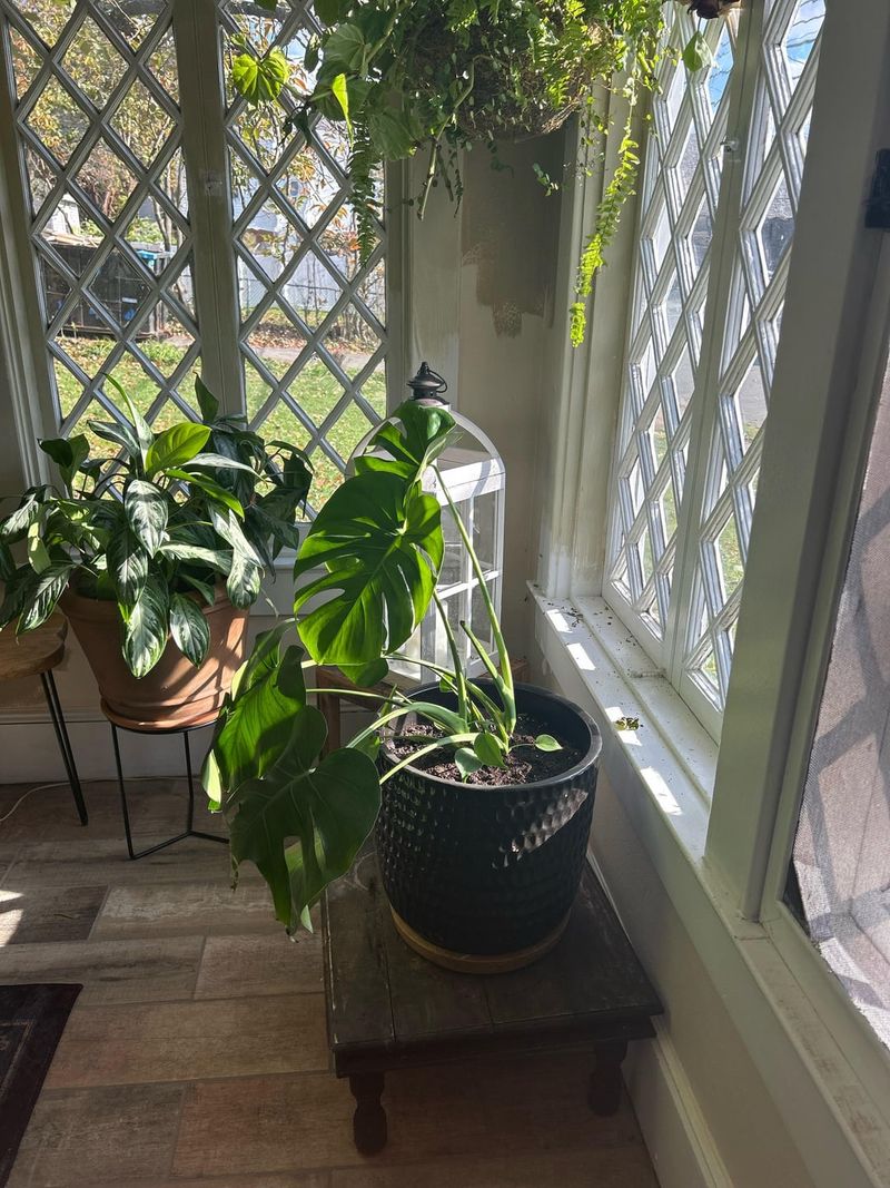 Uneven Growth Happens Fast When Winter Sun Hits From Only One Angle