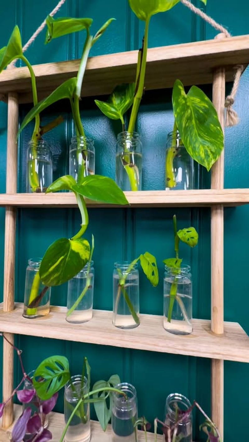 Propagate Plants from Cuttings and Divisions