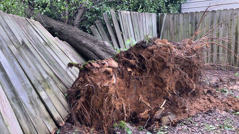 Dangerous Trees Create Legal Liability For Property Owners