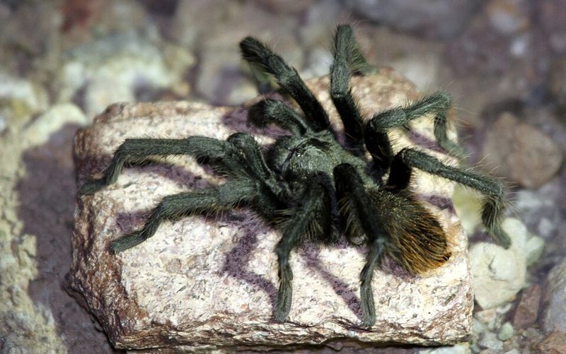 Arizona Blond Tarantula