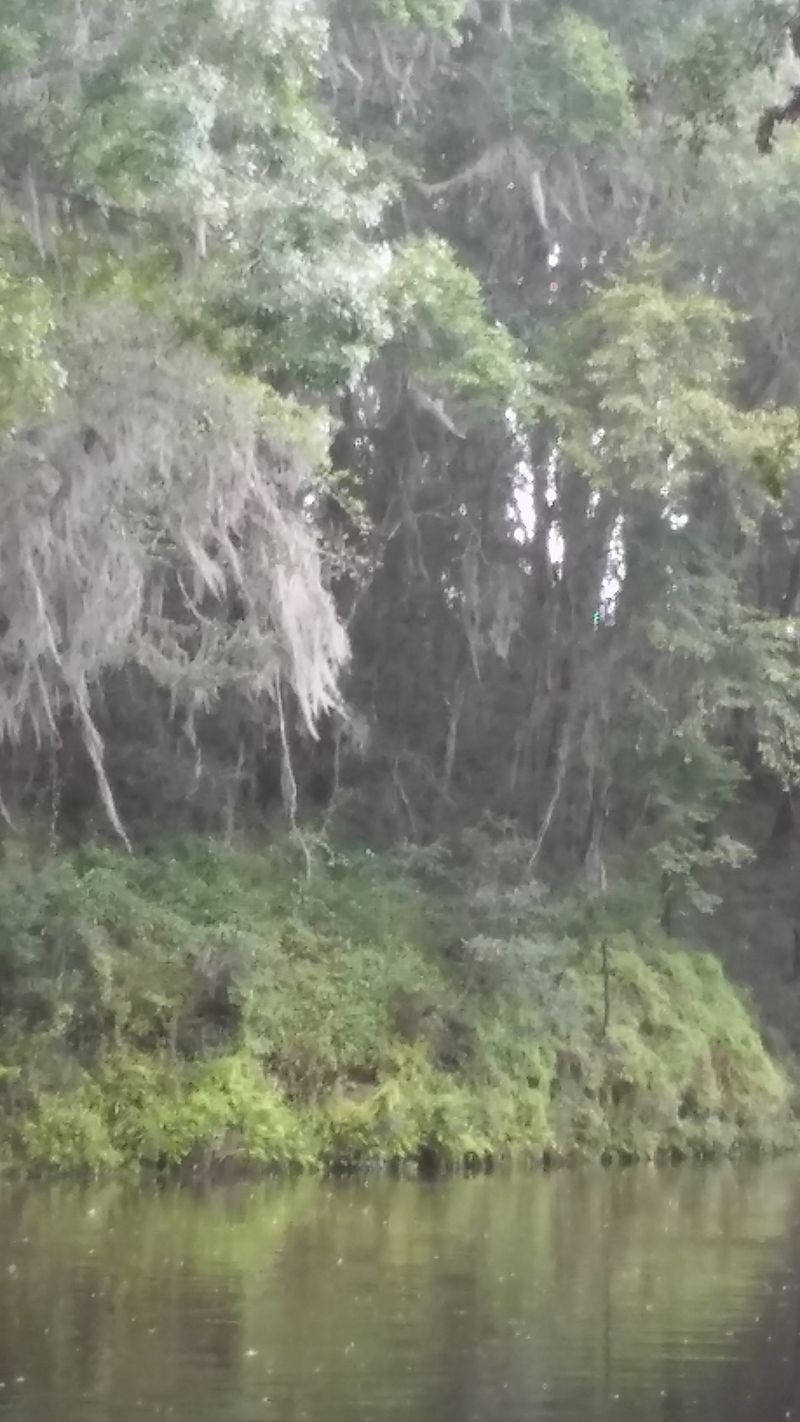 Valdosta's Withlacoochee River Banks