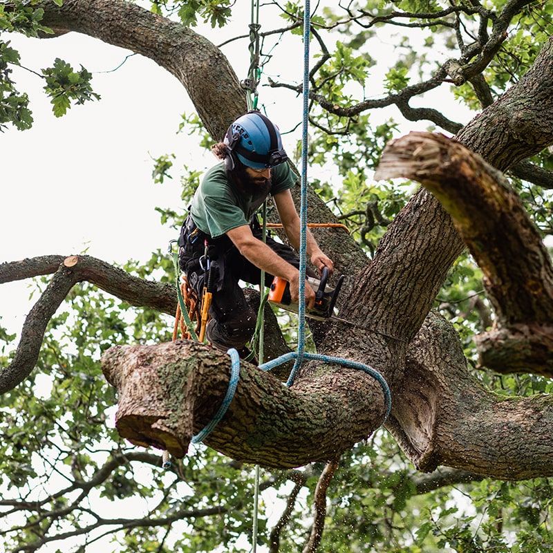 When To Hire An Arborist Or Professional Tree Service