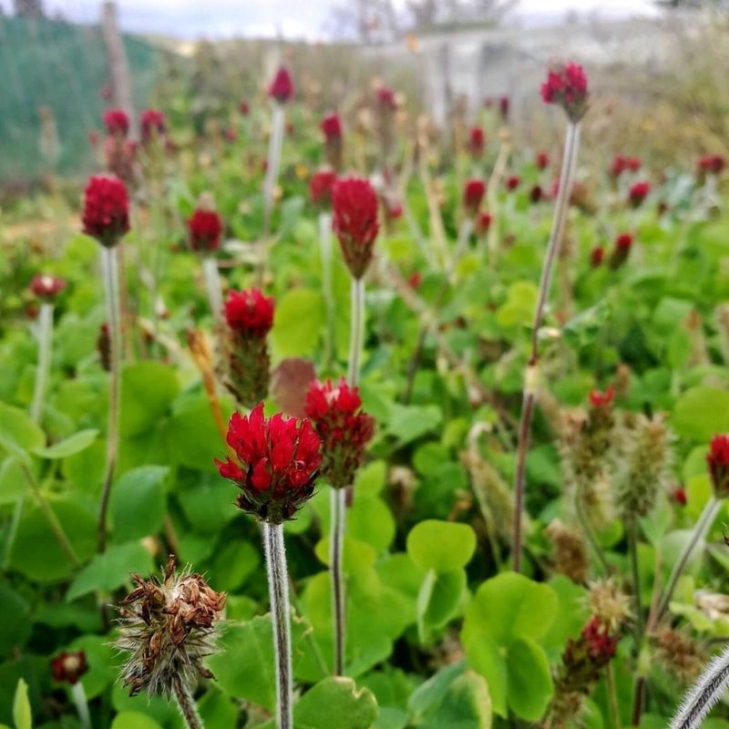 Clover Fixes Nitrogen Naturally