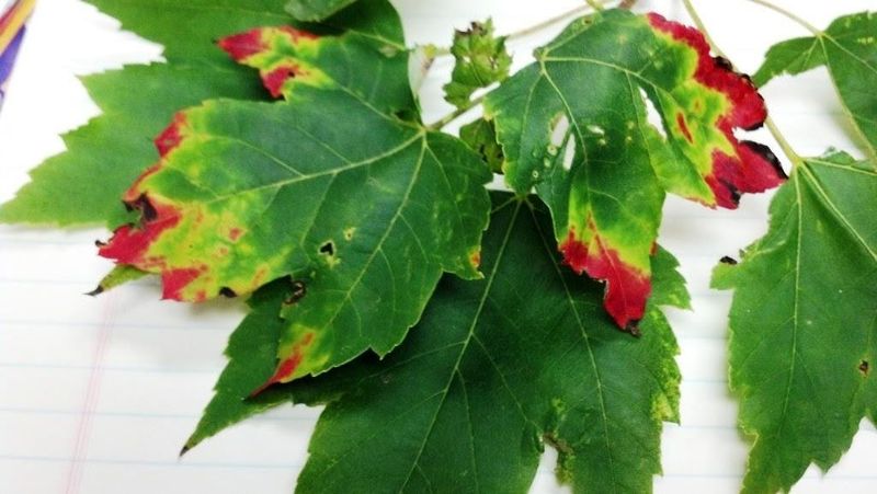 Potato Leafhopper Damage On Maples