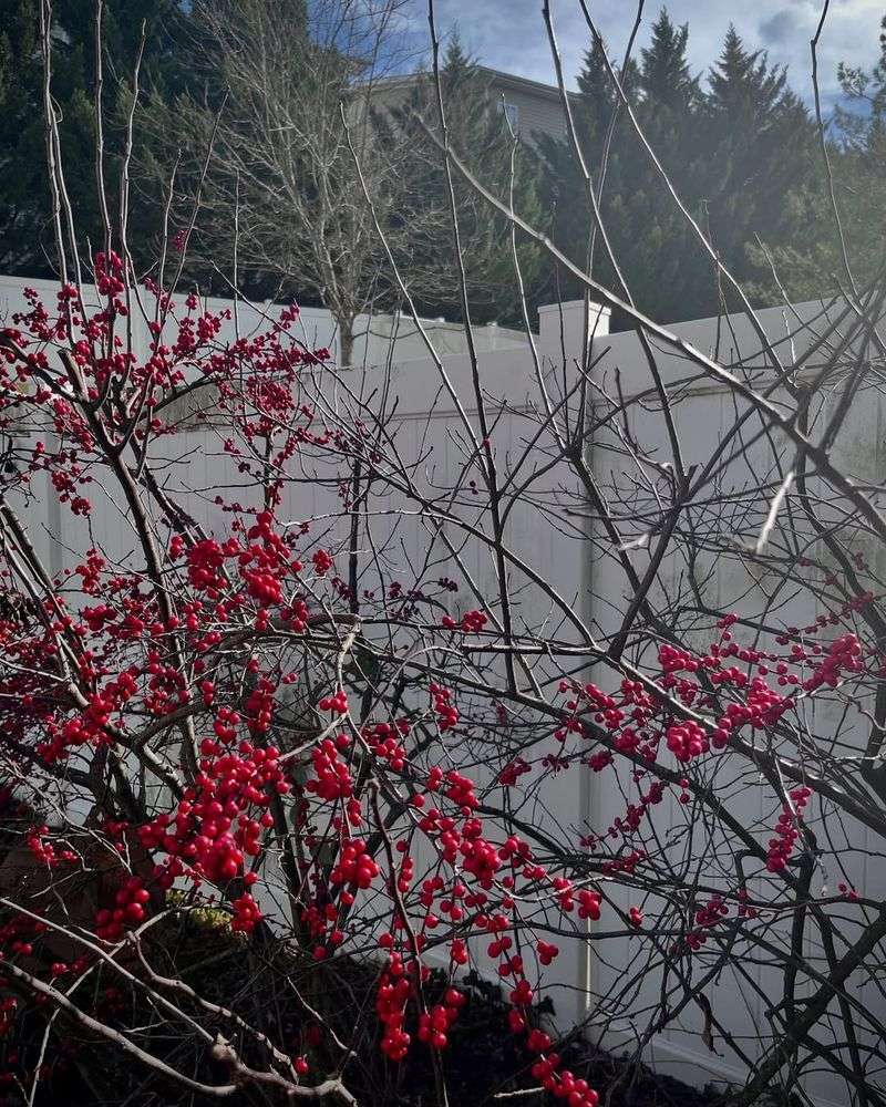 Protecting Snow Scorpionflies Through Garden Management