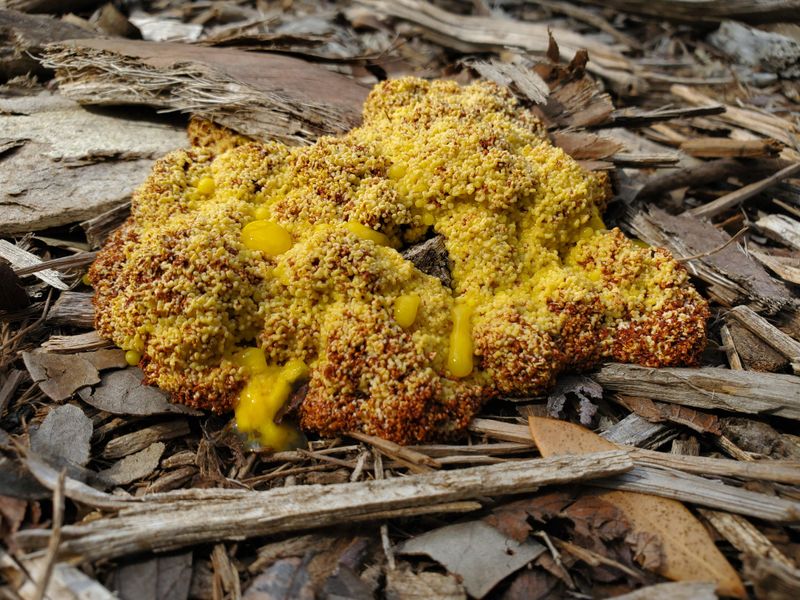 Simple Ways To Manage Or Remove It From Your Yard