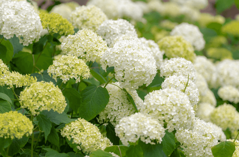 Popular Smooth Hydrangea Varieties Recommended By Chicago Botanic Garden