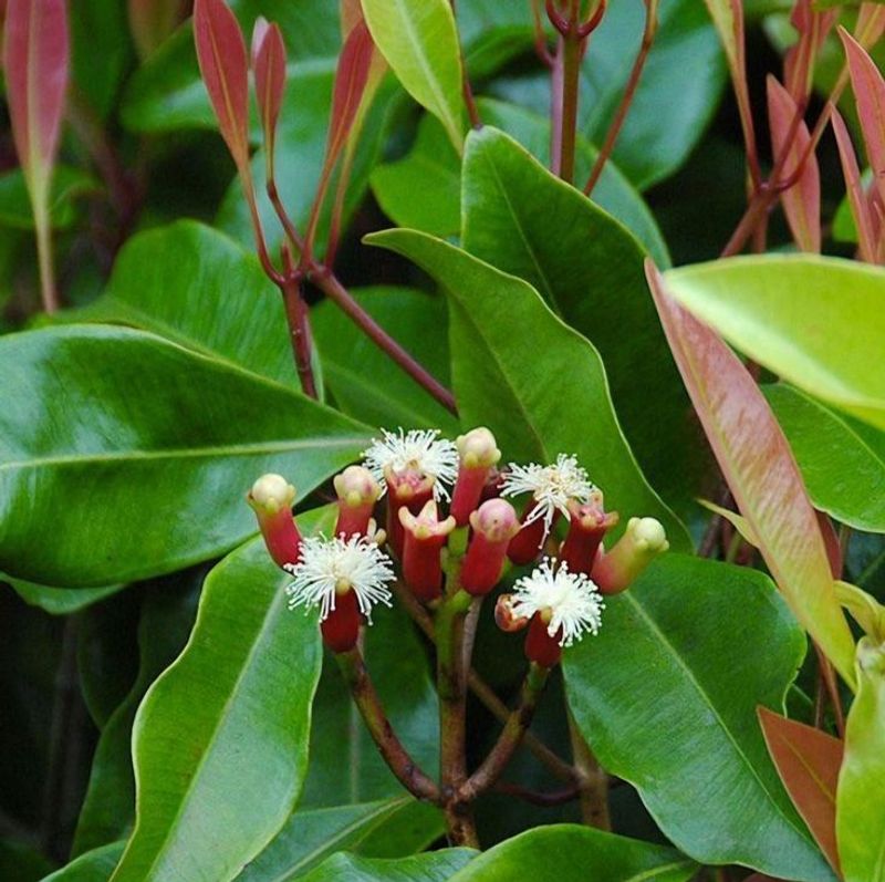 What A Healthy Clove Plant Looks Like Over Time