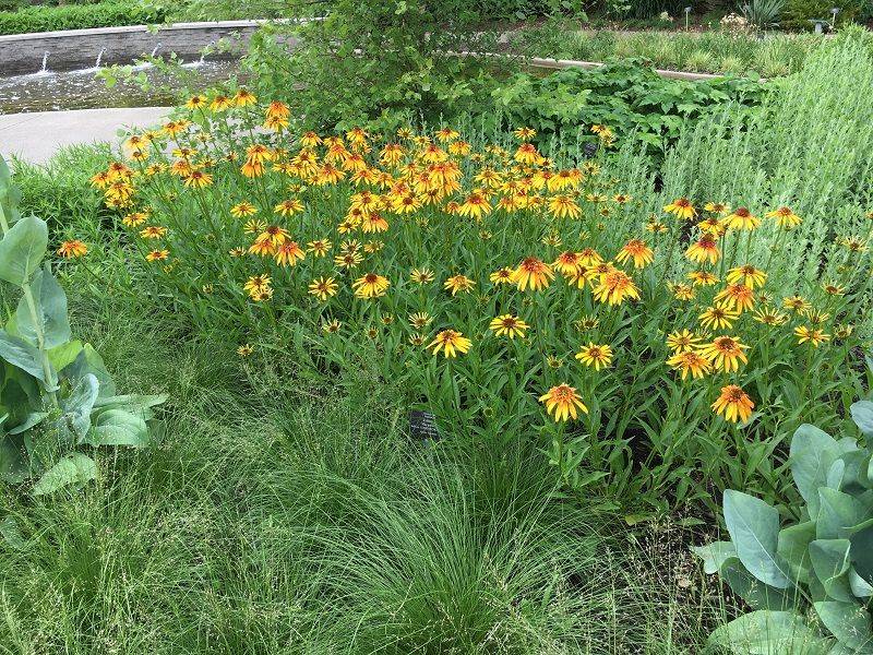 Long-term Care Tips For Keeping Your Meadow Lawn Thriving Year After Year