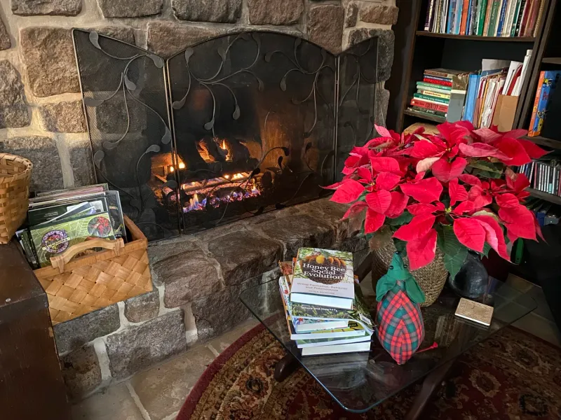 Placing Poinsettias Near Heat Vents And Fireplaces