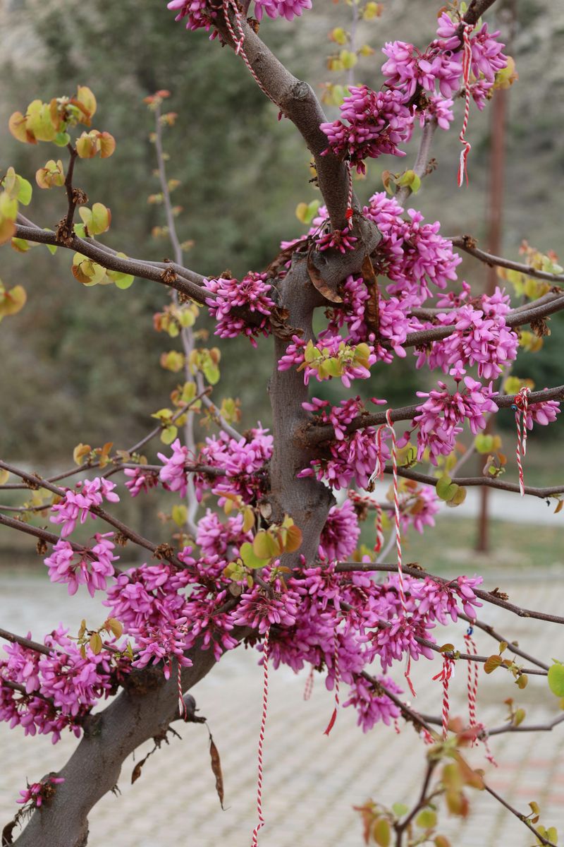 How Georgia's Climate Affects Redbud Pruning Timing