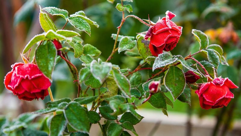 Why Rose Diseases Can Persist During Mild Texas Winters