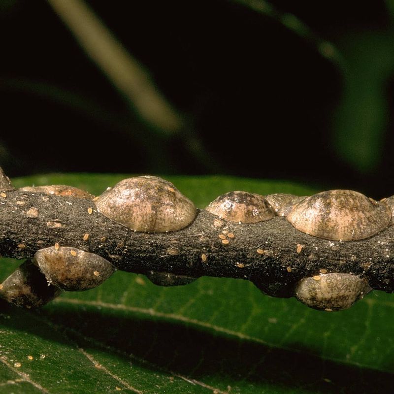 Natural Control Methods That Actually Work