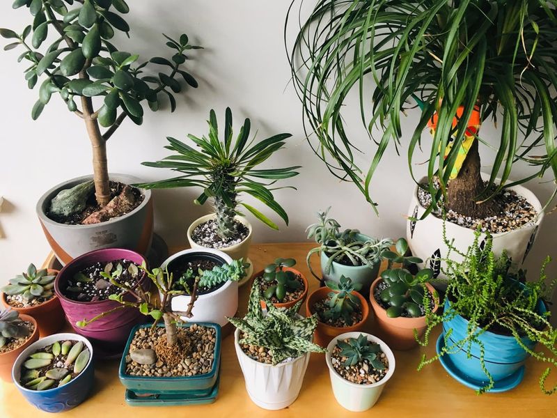 Why South-Facing Windows Often Aren't Enough