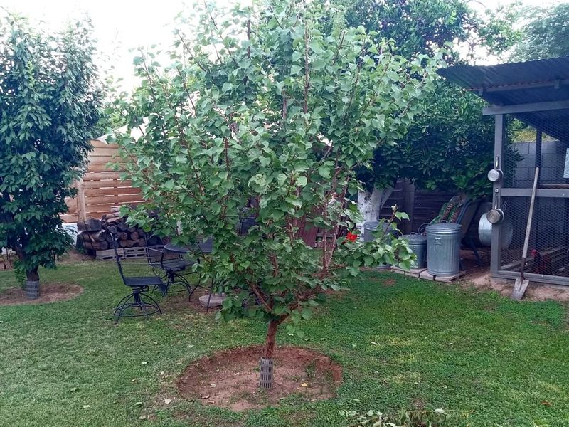 How Long Tree Guards Should Stay On In Early Spring