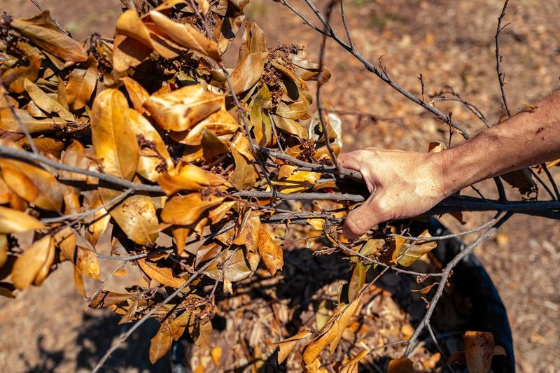 Open Yard Burning Of Leaves And Yard Waste