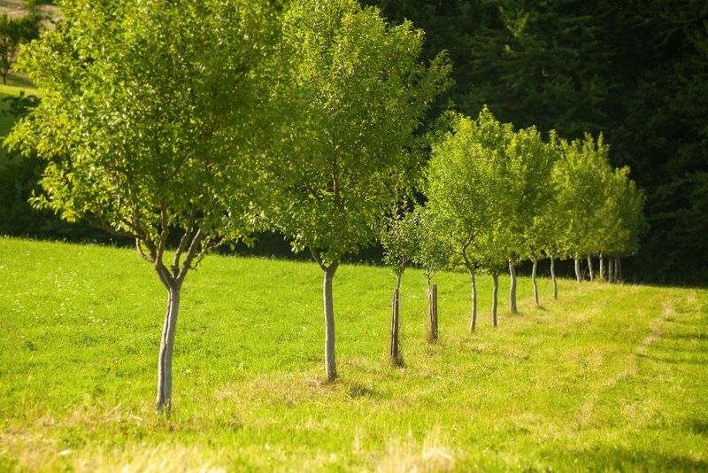 Understand Boundary Tree Rules